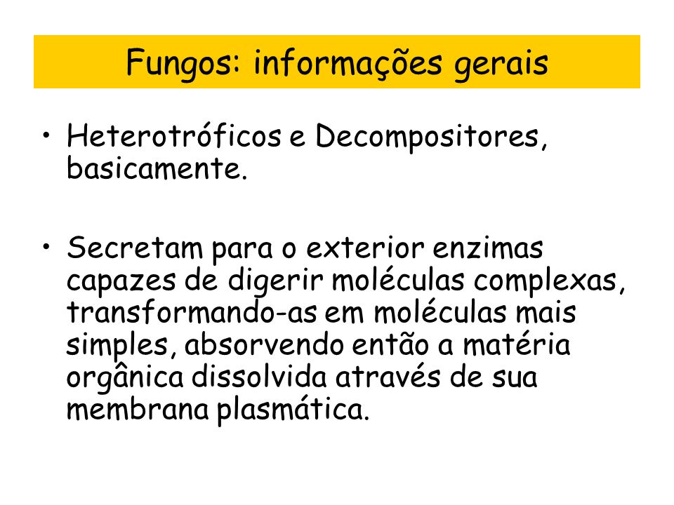 Fungos: informações gerais