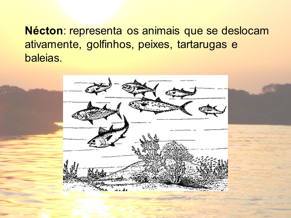 Nécton: representa os animais que se deslocam ativamente, golfinhos, peixes, tartarugas e baleias.
