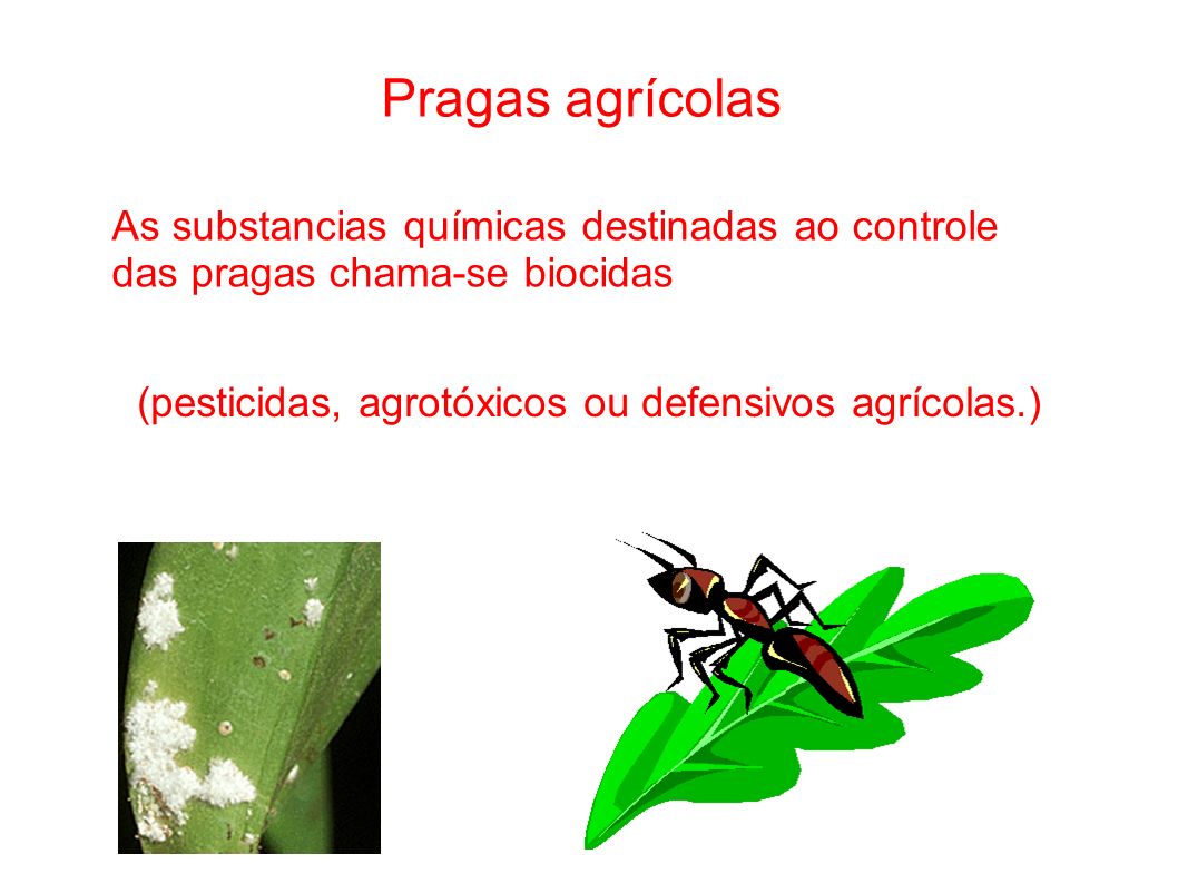 Pragas agrícolas As substancias químicas destinadas ao controle das pragas chama-se biocidas.
