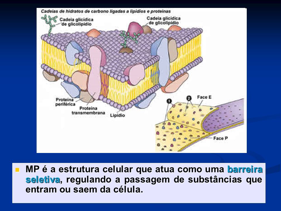 MP é a estrutura celular que atua como uma barreira seletiva, regulando a passagem de substâncias que entram ou saem da célula.