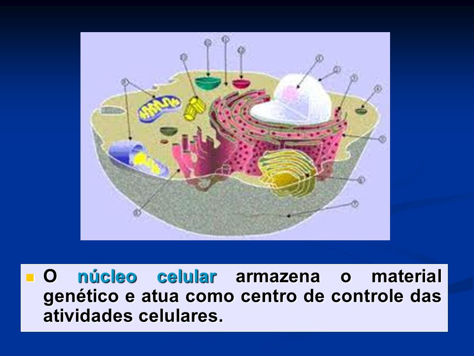 O núcleo celular armazena o material genético e atua como centro de controle das atividades celulares.