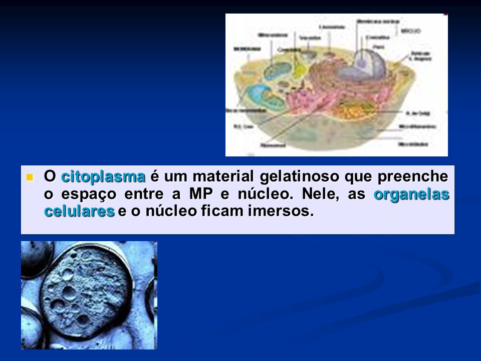O citoplasma é um material gelatinoso que preenche o espaço entre a MP e núcleo.
