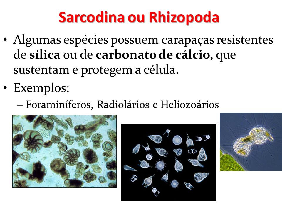 Sarcodina ou Rhizopoda