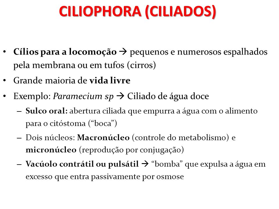 CILIOPHORA (CILIADOS)