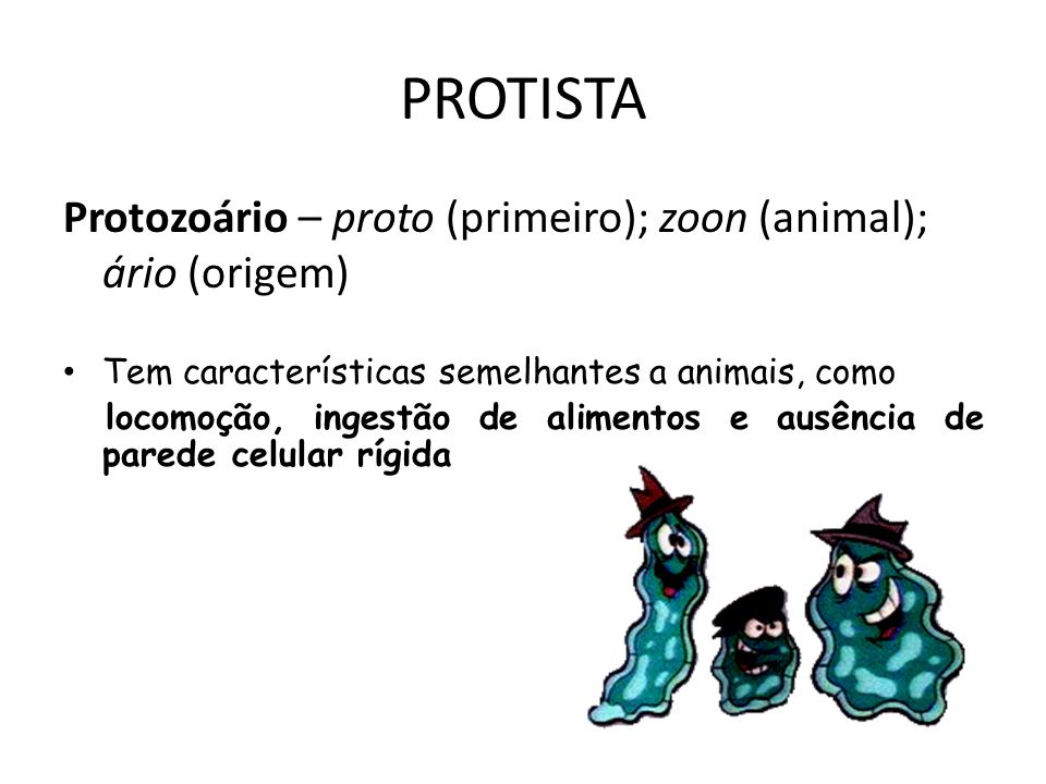 PROTISTA Protozoário – proto (primeiro); zoon (animal); ário (origem)