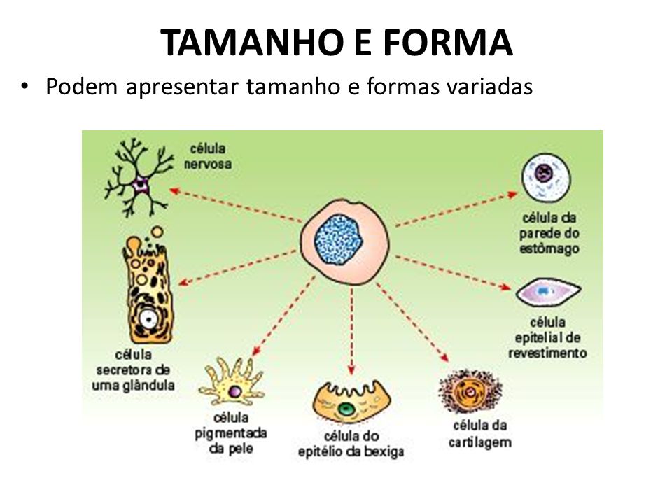 TAMANHO E FORMA Podem apresentar tamanho e formas variadas
