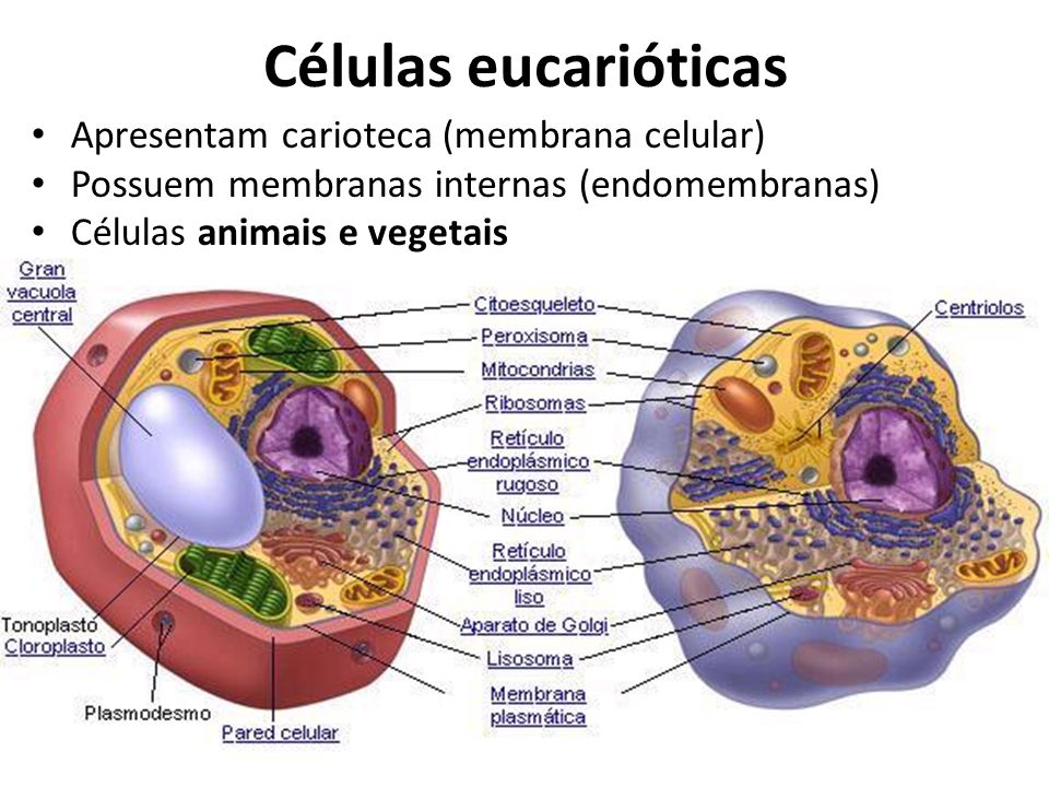 Células eucarióticas Apresentam carioteca (membrana celular)