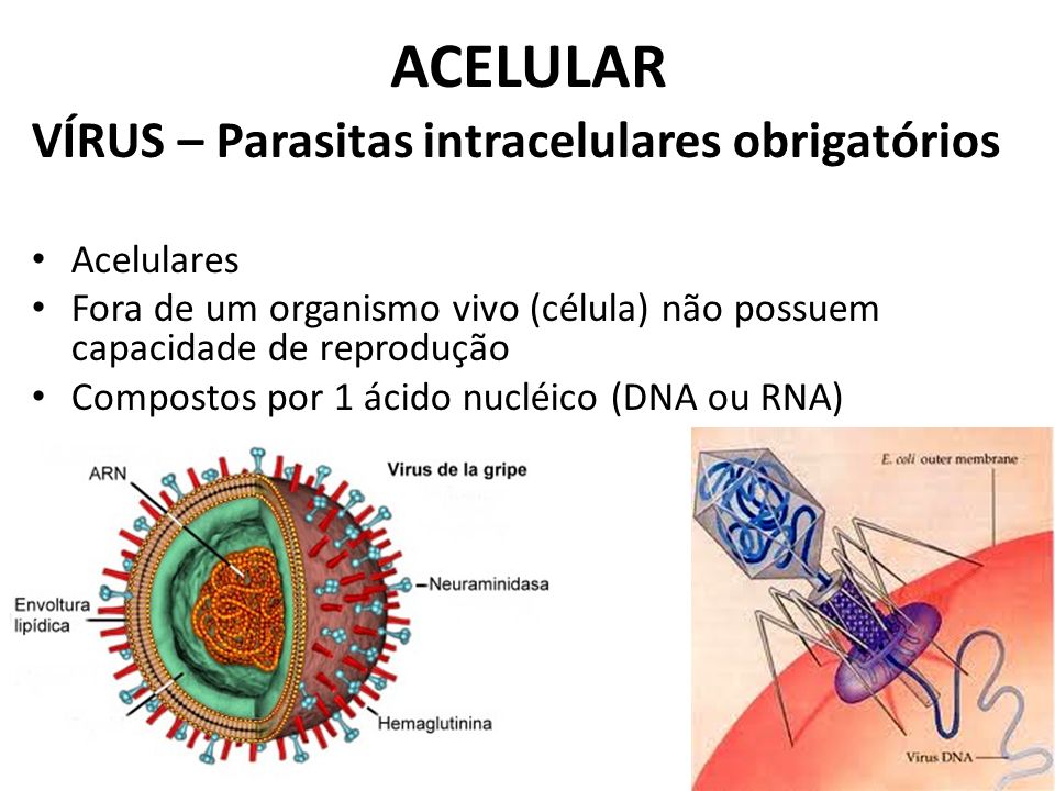 ACELULAR VÍRUS – Parasitas intracelulares obrigatórios Acelulares