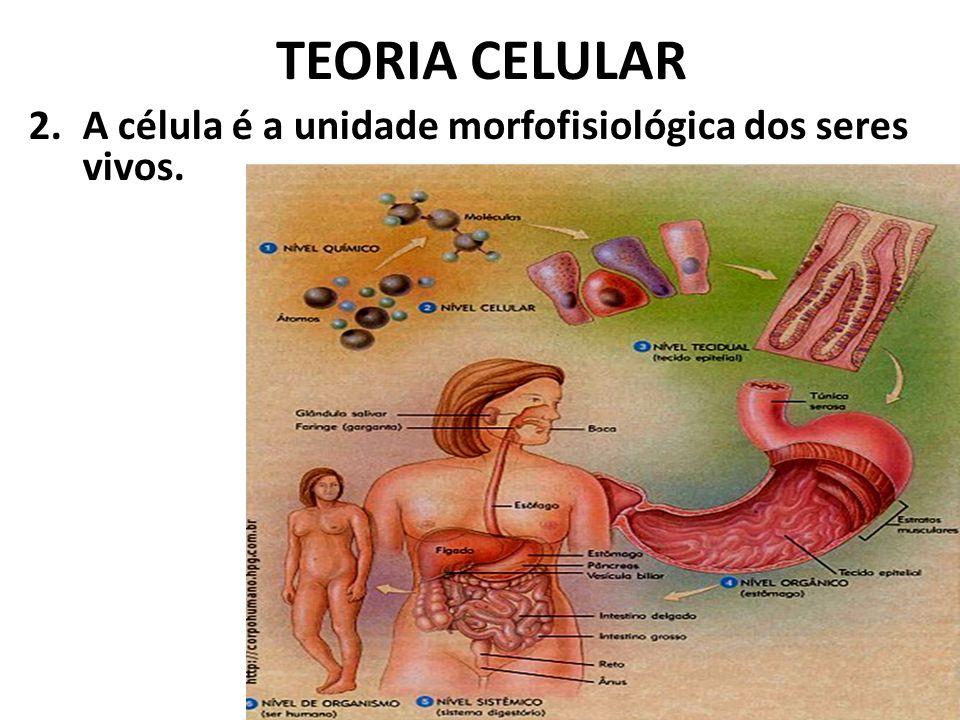 TEORIA CELULAR A célula é a unidade morfofisiológica dos seres vivos.