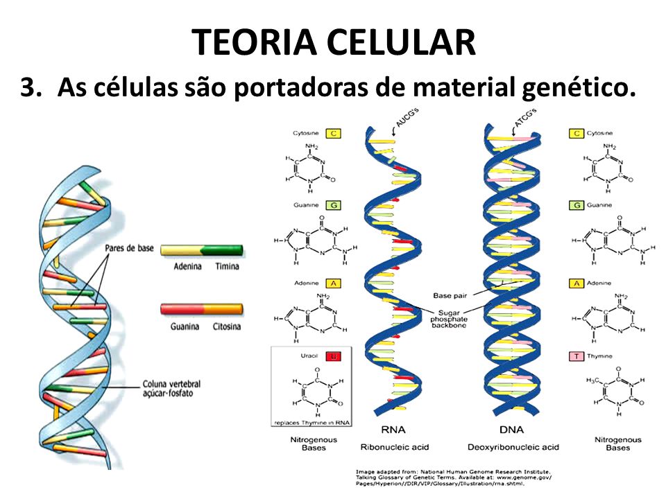 TEORIA CELULAR As células são portadoras de material genético.
