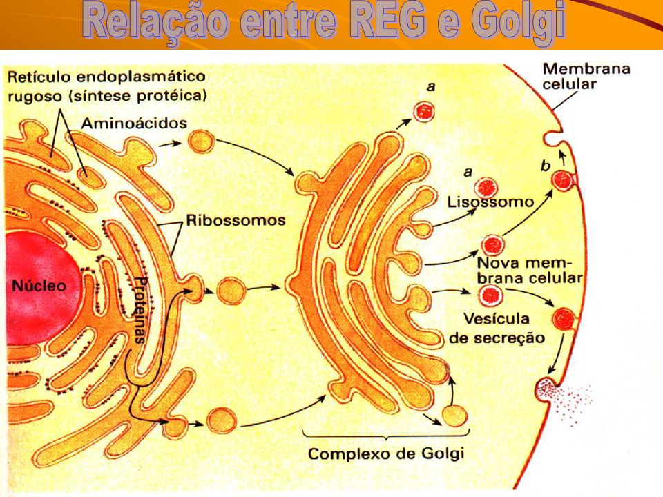 Relação entre REG e Golgi