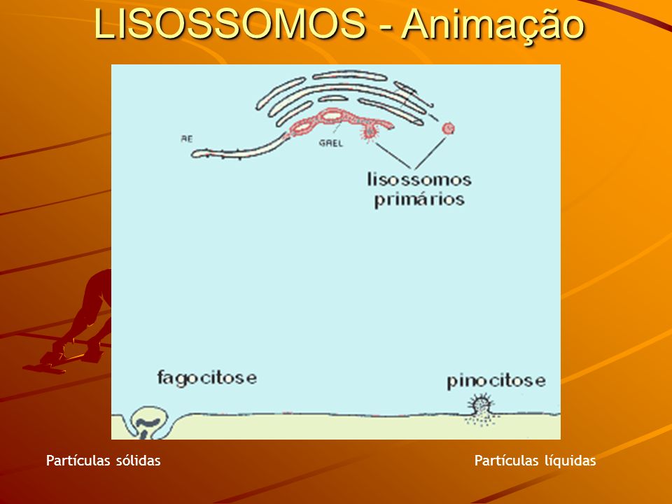 LISOSSOMOS - Animação Partículas sólidas Partículas líquidas