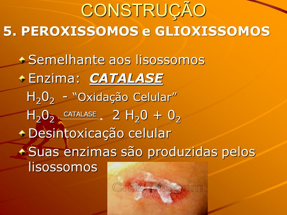CONSTRUÇÃO 5. PEROXISSOMOS e GLIOXISSOMOS Semelhante aos lisossomos