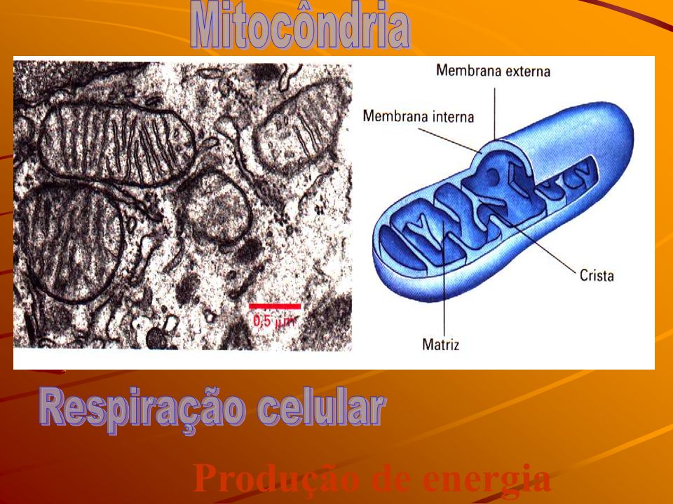 Mitocôndria Respiração celular Produção de energia