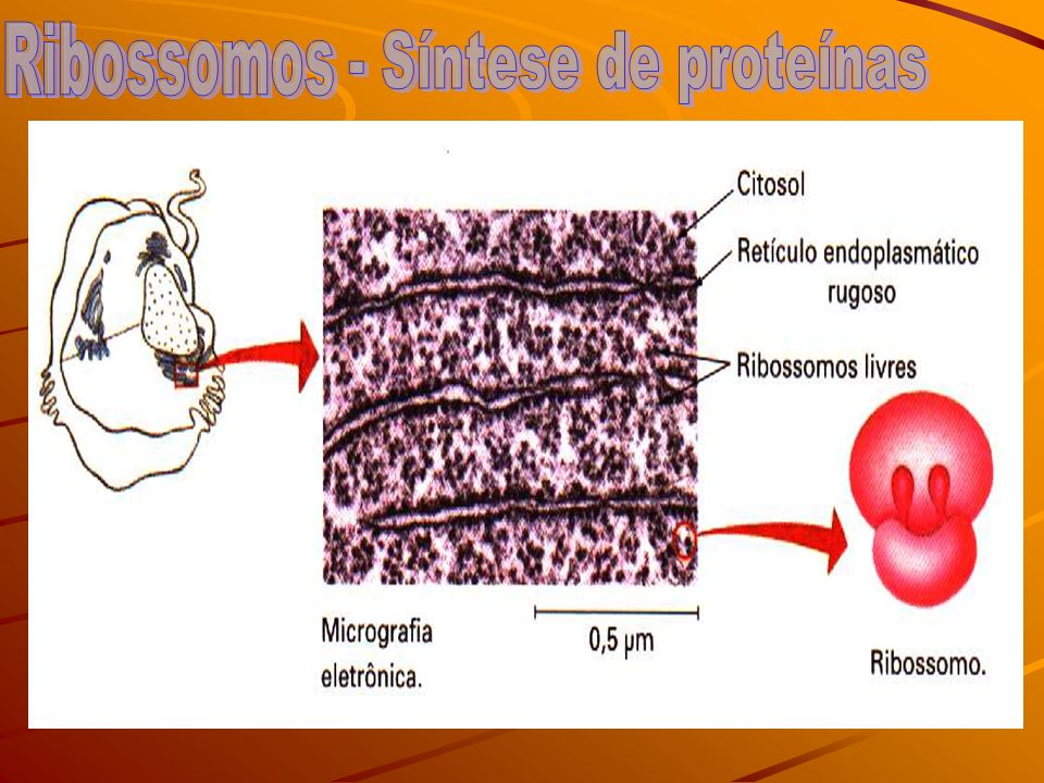 Ribossomos - Síntese de proteínas