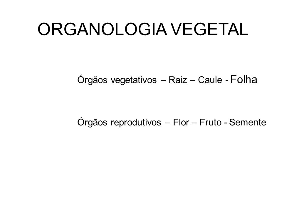 ORGANOLOGIA VEGETAL Órgãos vegetativos – Raiz – Caule - Folha