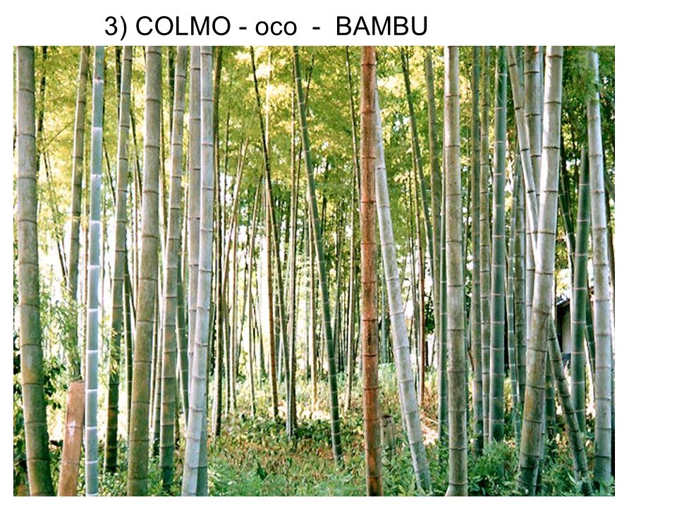 3) COLMO - oco - BAMBU