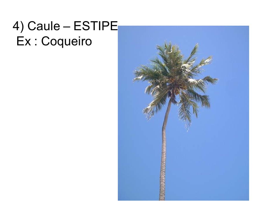 4) Caule – ESTIPE Ex : Coqueiro