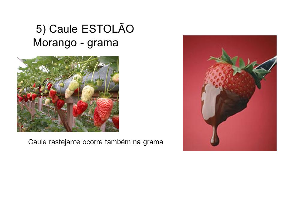 5) Caule ESTOLÃO Morango - grama
