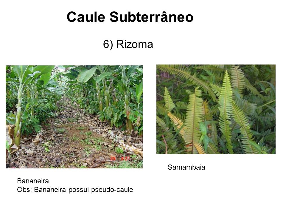 Caule Subterrâneo 6) Rizoma Samambaia Bananeira