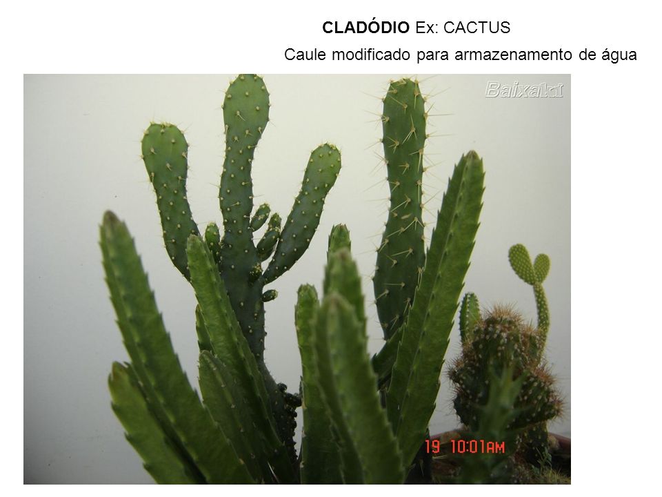 CLADÓDIO Ex: CACTUS Caule modificado para armazenamento de água