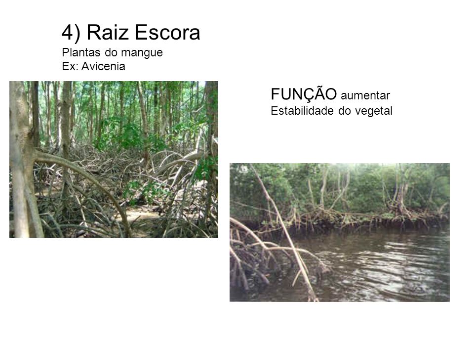 4) Raiz Escora FUNÇÃO aumentar Plantas do mangue Ex: Avicenia