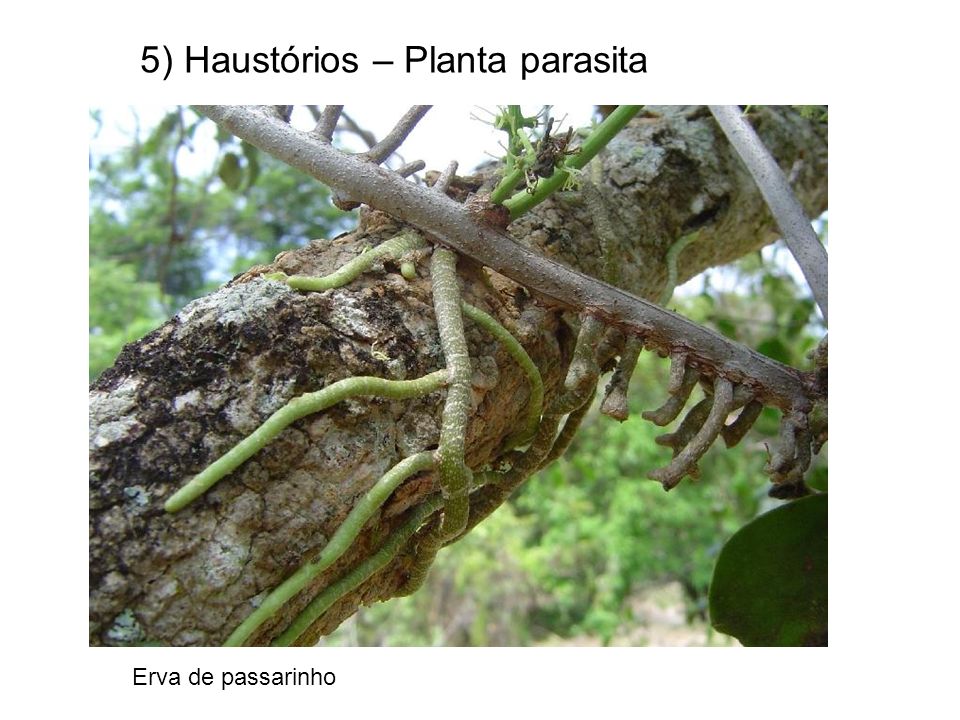 5) Haustórios – Planta parasita