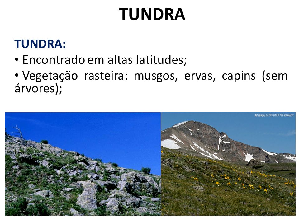 TUNDRA TUNDRA: Encontrado em altas latitudes;