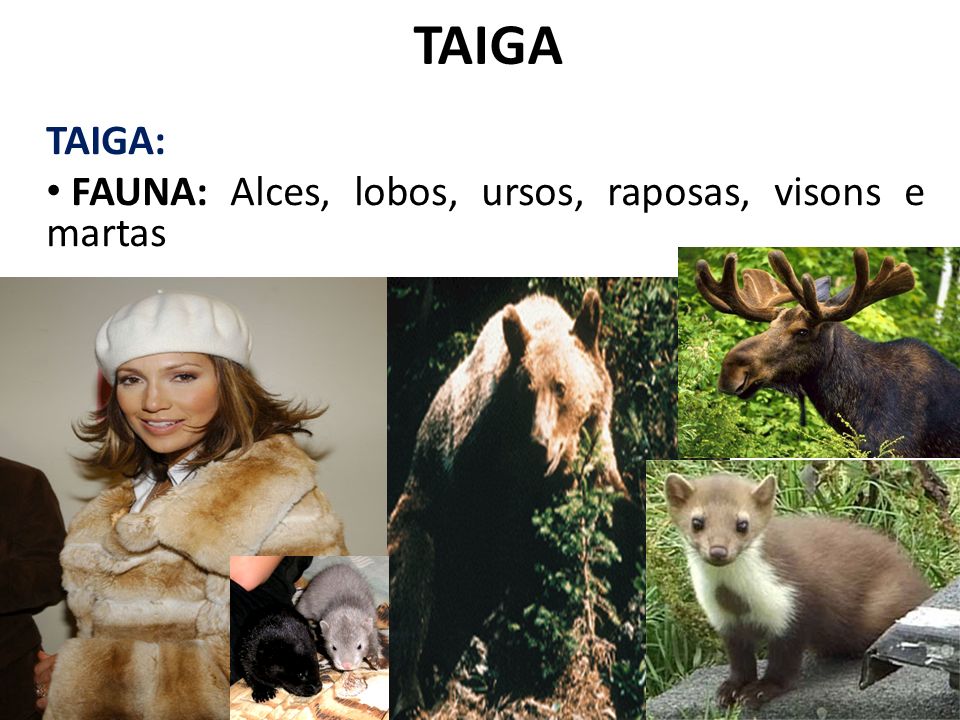TAIGA TAIGA: FAUNA: Alces, lobos, ursos, raposas, visons e martas