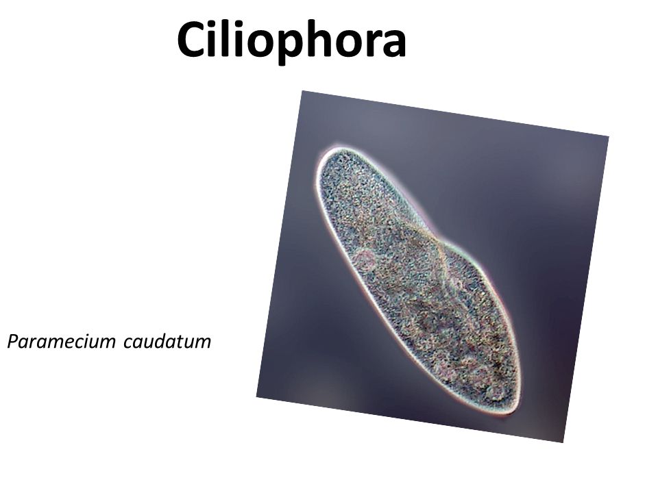 Ciliophora Paramecium caudatum