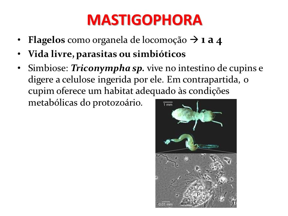MASTIGOPHORA Flagelos como organela de locomoção  1 a 4