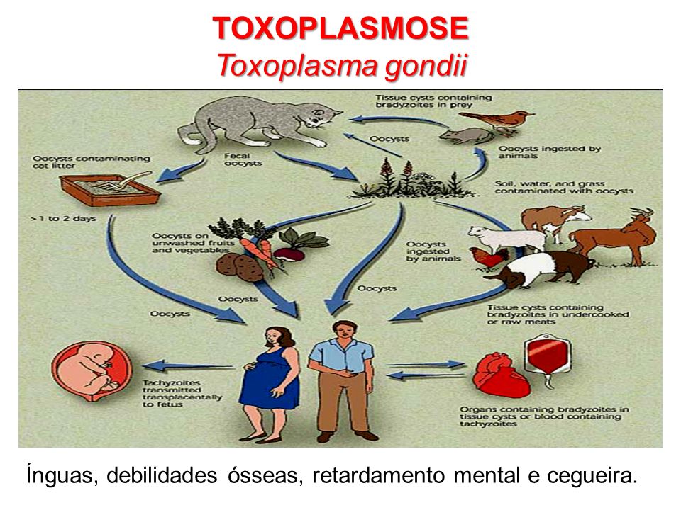 TOXOPLASMOSE Toxoplasma gondii