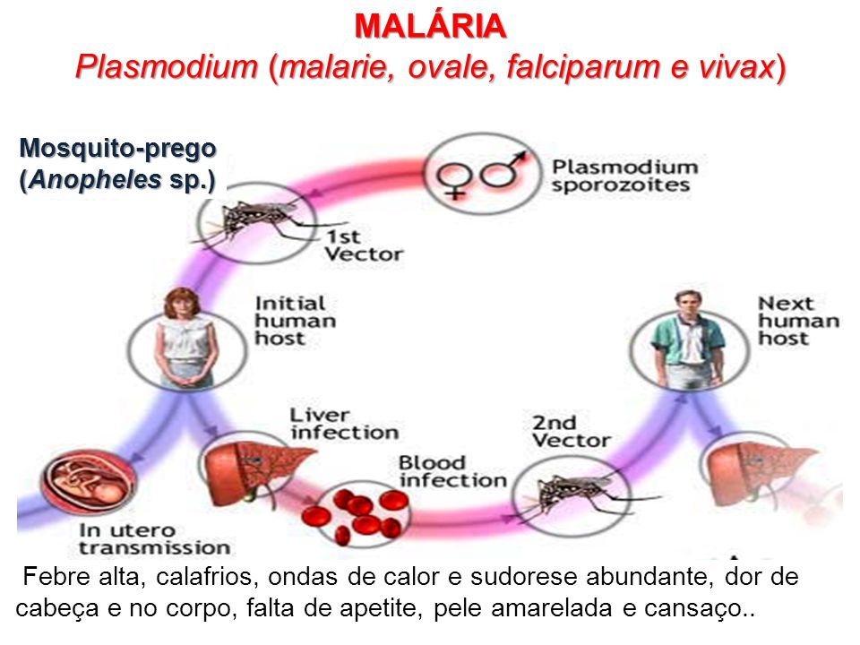 Plasmodium (malarie, ovale, falciparum e vivax)