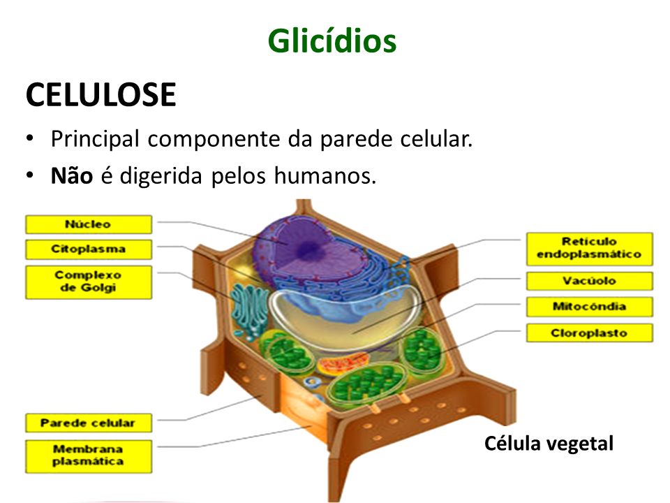 Glicídios CELULOSE Principal componente da parede celular.
