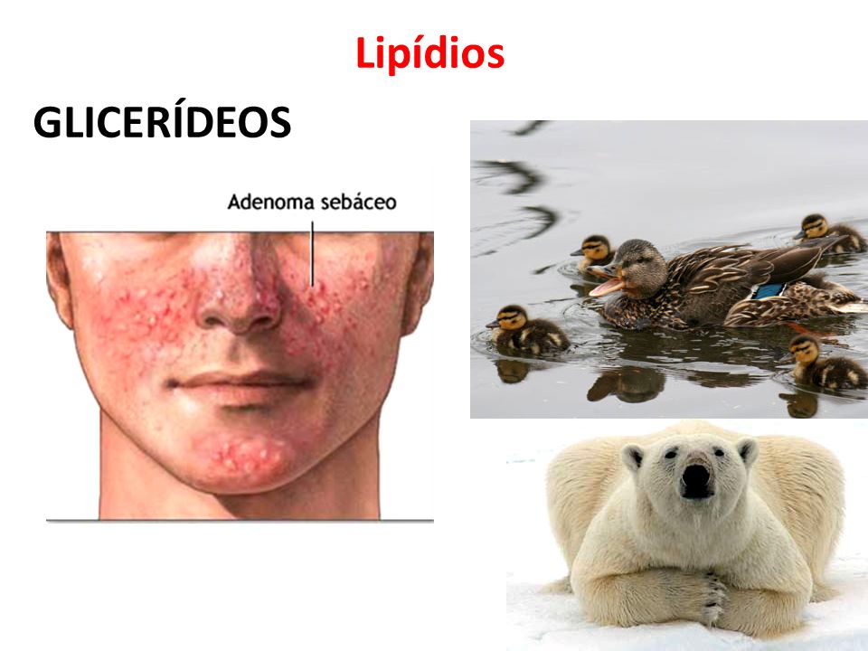 Lipídios GLICERÍDEOS