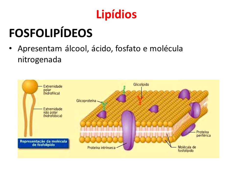 Lipídios FOSFOLIPÍDEOS