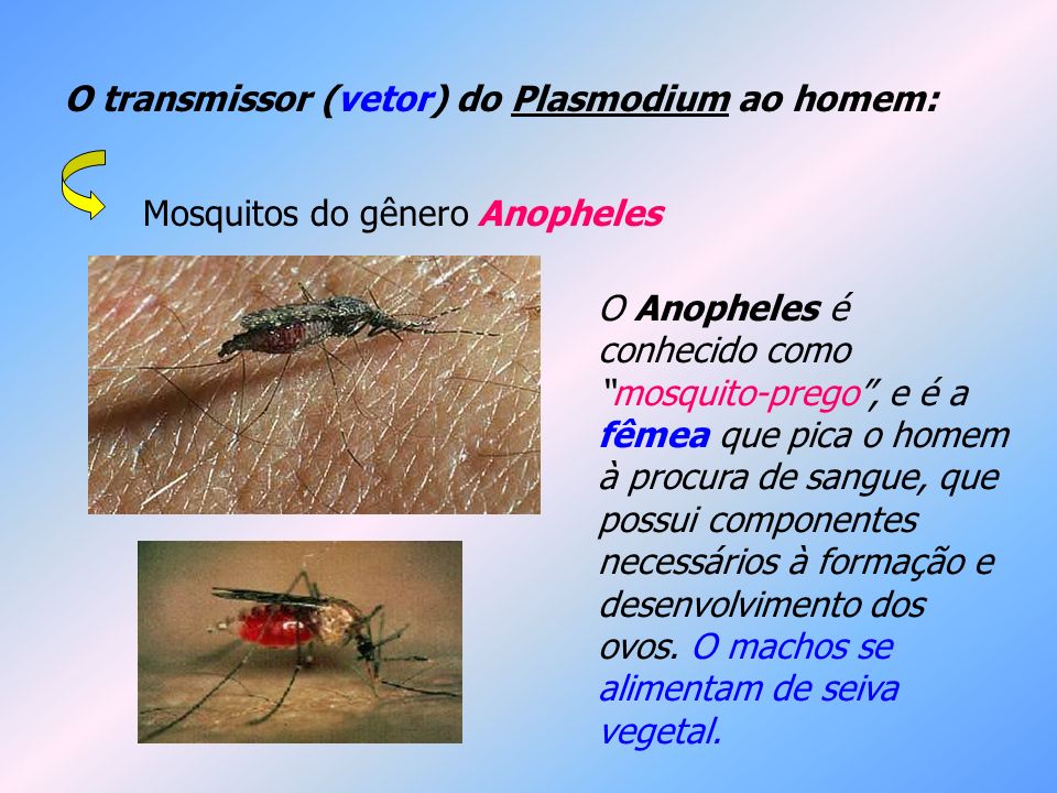 O transmissor (vetor) do Plasmodium ao homem: