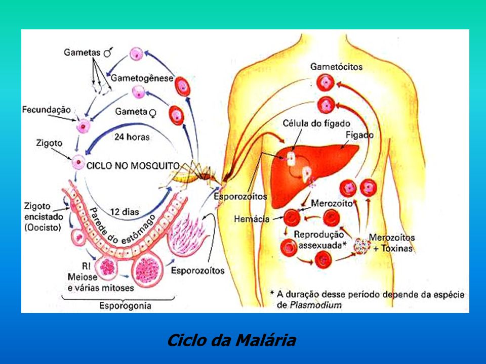 Ciclo da Malária