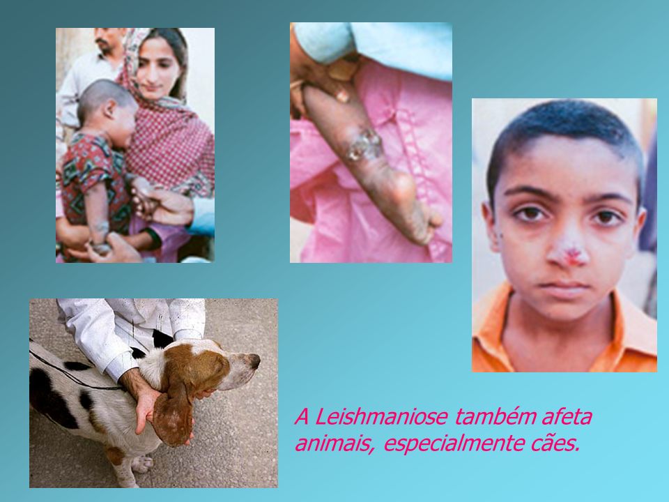 A Leishmaniose também afeta animais, especialmente cães.