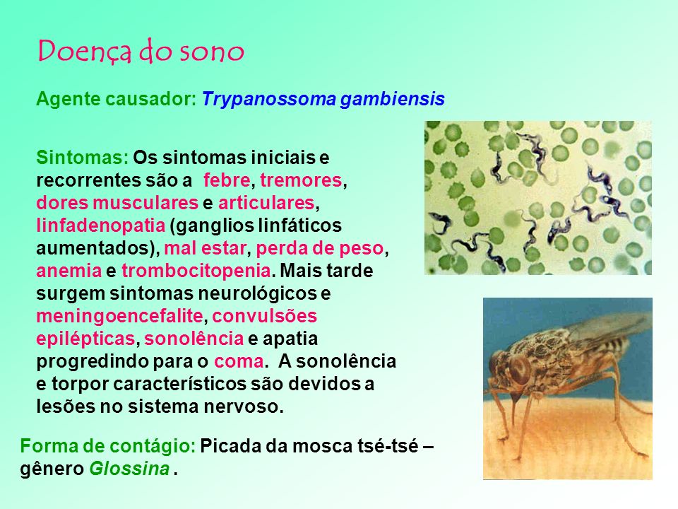 Doença do sono Agente causador: Trypanossoma gambiensis