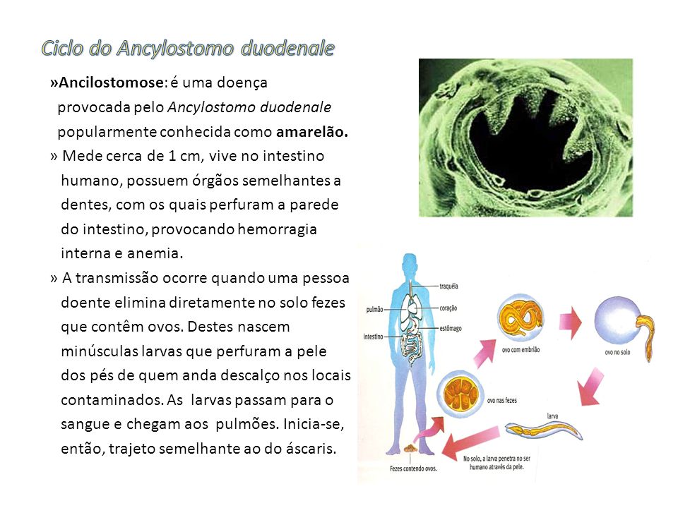 Ciclo do Ancylostomo duodenale