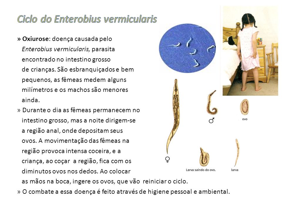Ciclo do Enterobius vermicularis