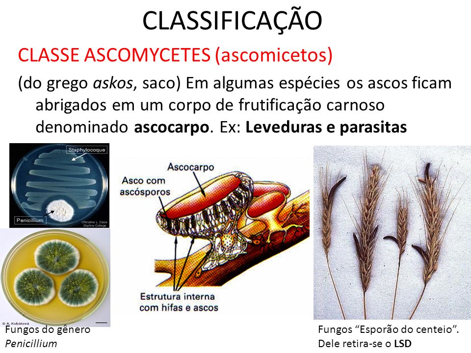 CLASSIFICAÇÃO CLASSE ASCOMYCETES (ascomicetos)