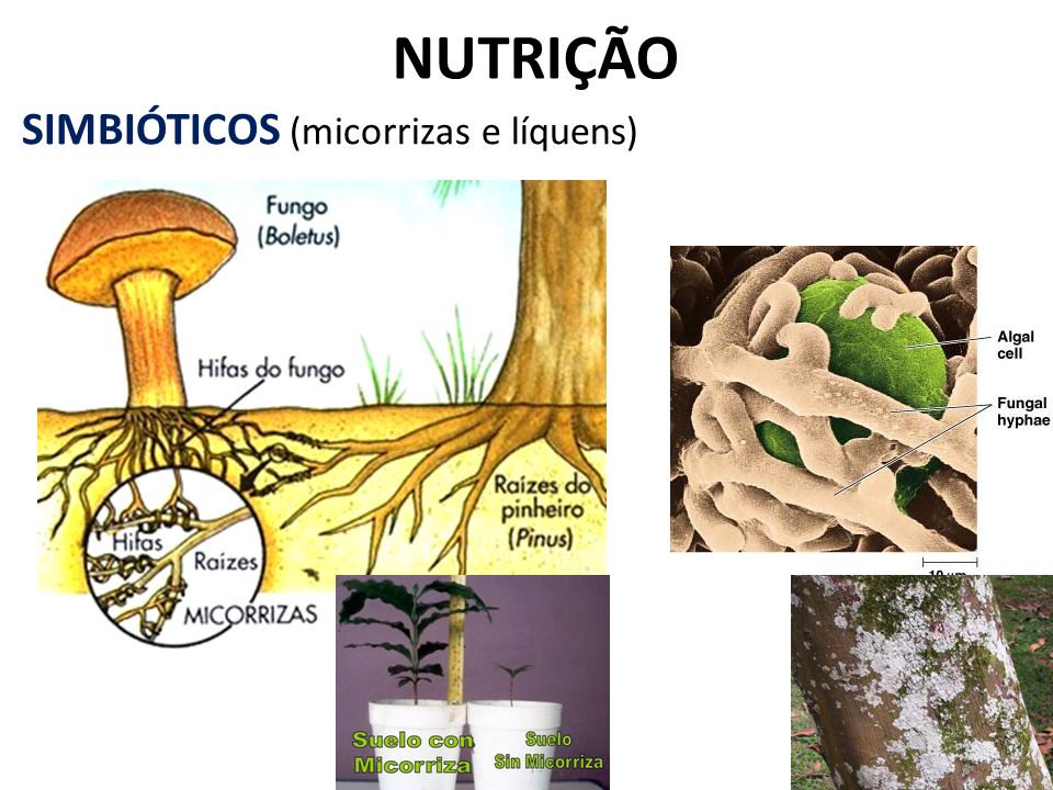 NUTRIÇÃO SIMBIÓTICOS (micorrizas e líquens)