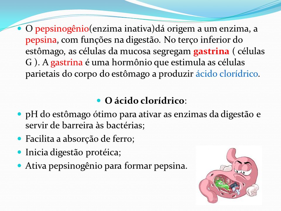 O pepsinogênio(enzima inativa)dá origem a um enzima, a pepsina, com funções na digestão. No terço inferior do estômago, as células da mucosa segregam gastrina ( células G ). A gastrina é uma hormônio que estimula as células parietais do corpo do estômago a produzir ácido clorídrico.