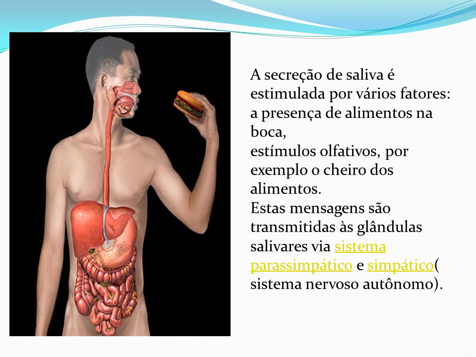 A secreção de saliva é estimulada por vários fatores: