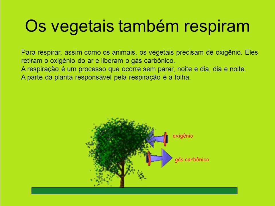 Os vegetais. - ppt video online carregar