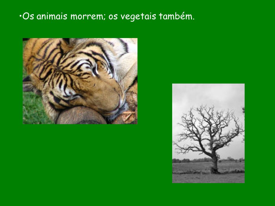 Os animais morrem; os vegetais também.