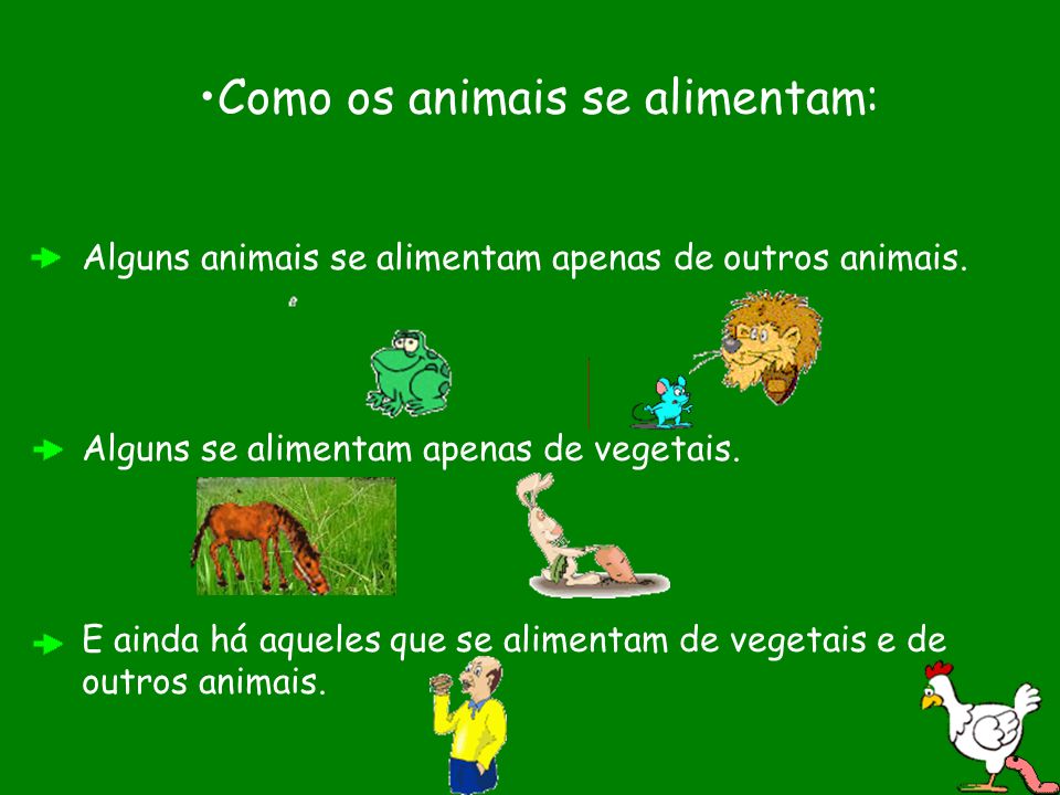 Como os animais se alimentam:
