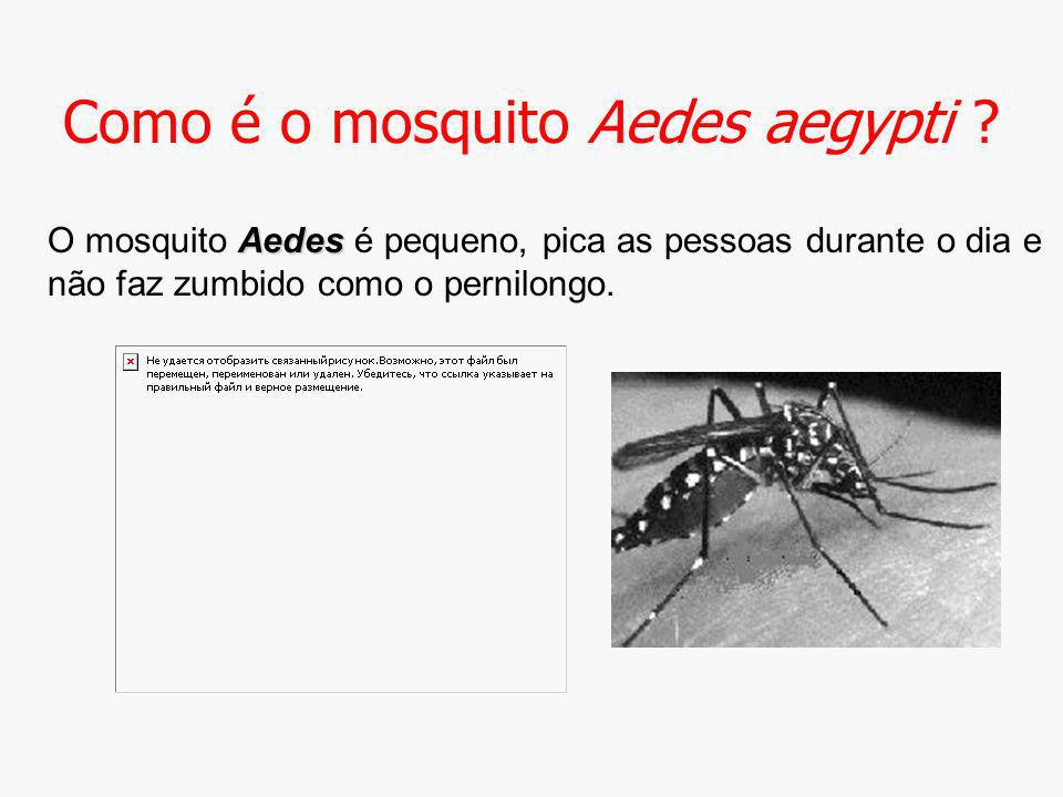 Como é o mosquito Aedes aegypti